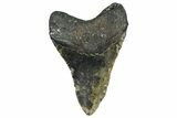 Fossil Megalodon Tooth - North Carolina #362877-2